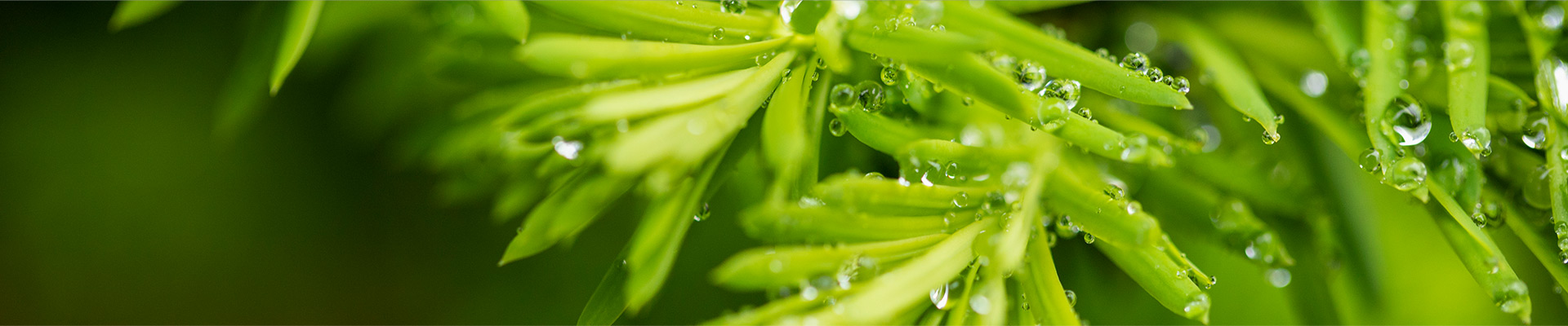 新聞資訊banner-DWS設(shè)備_自動打標(biāo)貼標(biāo)機(jī)_擺輪分揀機(jī)_包裹體積測量_包裹體積測量設(shè)備_速測通產(chǎn)品網(wǎng)站